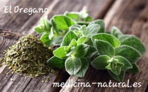 el oregano